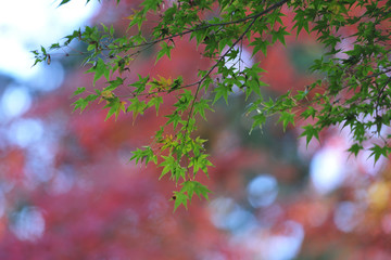紅葉