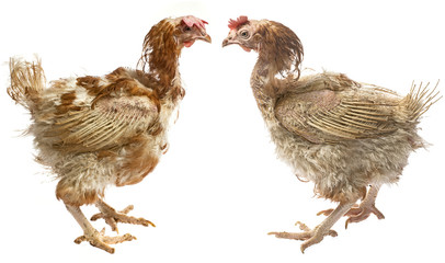 layers - hen from intensive  indoor farming - animal protection concept