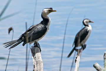 A pair of cormorants in the wilderness in Australia.