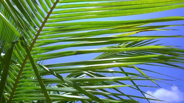 Tropical pristine view with top of coconut palm tree on blue sky background