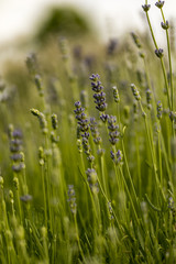 Fototapeta na wymiar Detail from lavender field