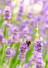 Bumblebee on Lavender
