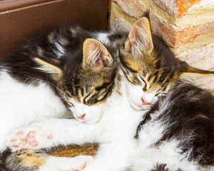 amore coppia di gattini belli dormono si abbracciano