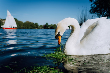 white grace swanon Alster lake on a sunny day in Hamburg