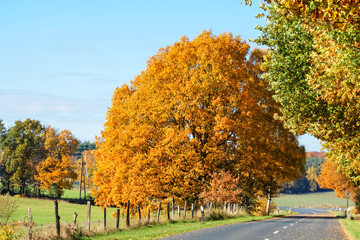 Beautiful ronantic country road with many autumn trees, Lüneburg Heath. Northern Germany