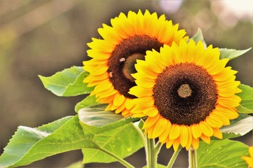 Sunflowers