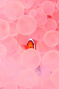 Orange clownfish swimming between sea anemone