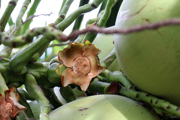 Coconut pedicle, Green Coconut on Coconut trees, embryo bud of a Coconut tree