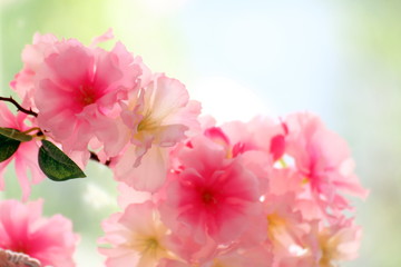 Fototapeta na wymiar Plastic Pink flowers background, Blurred soft Pink flower Plastic for background, Picture Valentine sweet color or Sakura pink flower japan background