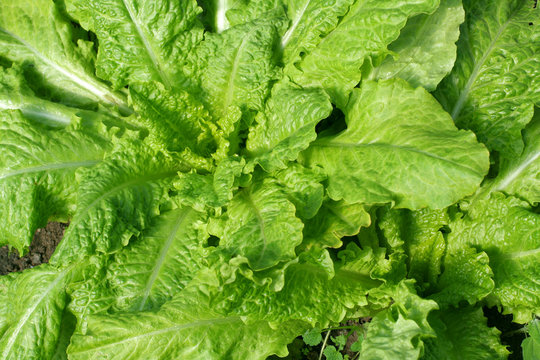 Growing lettuce in the vegetable garden