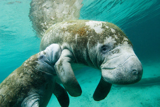 Steller's sea cows swimming in ocean
