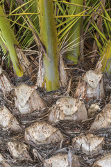 Texture of the palm. Upper trunk detail of palm tree background texture pattern. Bark of palm tree texture.