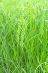 rice plants in paddy field