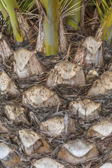 Texture of the palm. Upper trunk detail of palm tree background texture pattern. Bark of palm tree texture.