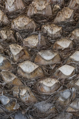Texture of the palm. Upper trunk detail of palm tree background texture pattern. Bark of palm tree texture.