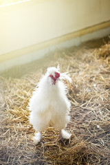 white fluffy silkie hen