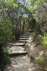 Bushwalking in Blue Mountains. Summer in Australia.