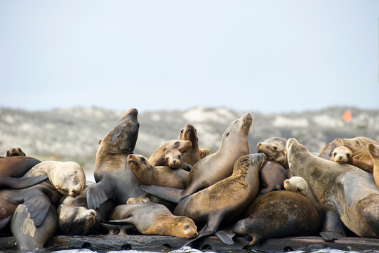 Herd of seals resting at beach - Powered by Adobe