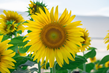 beautiful sunflowers blooming in field