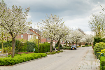 Fototapeta na wymiar Blooming trees in the streets during spring in Eck en Wiel, Gelderland, Netherlands