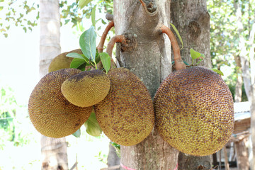 Jackfruit, small jackfruit on jackfruit tree farm organic
