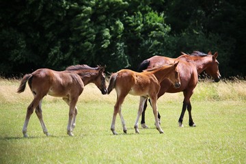 brown mother horse is walking on a paddock with her two foals