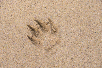 Empreinte de chien dans le sable