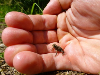 Tiny frog sitting on a human hand
