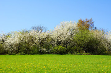 weiss blühende Bäume im Frühling an einer Wiese mit gelbem Löwenzahn
