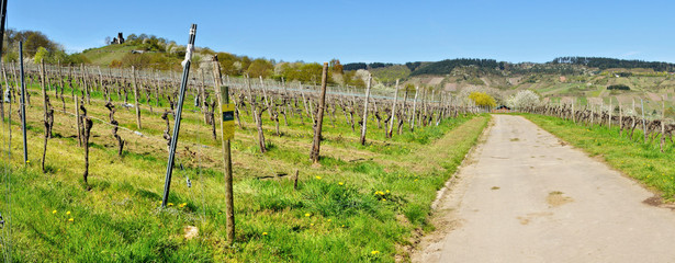 Weinberge und Weg im Frühling Panorama bei Traben-Trarbach Wolf an der Mosel 
