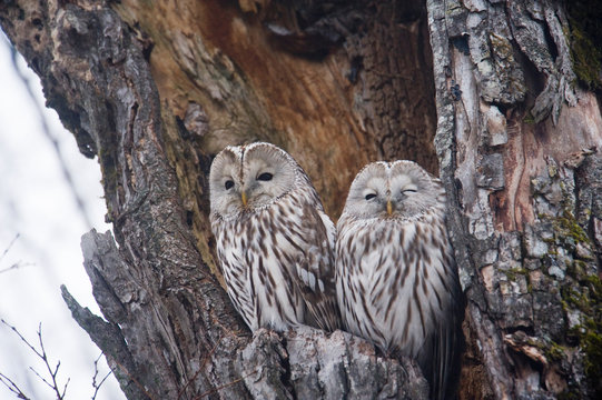 Owls perching in hole of tree trunk