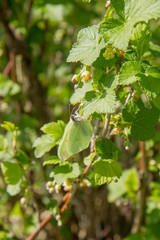 Blackcurrant (Ribes nigrum) growing in a field