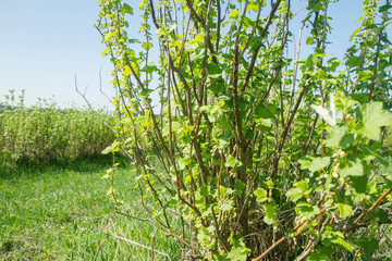 Blackcurrant (Ribes nigrum) growing in a field