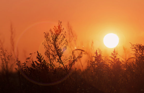 field in the rays of the setting sun. landscape, landscape, sunset.