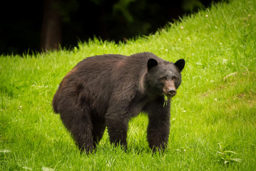 Black bear feeding on fresh green grass on Vancouver Island, British Columbia, Canada