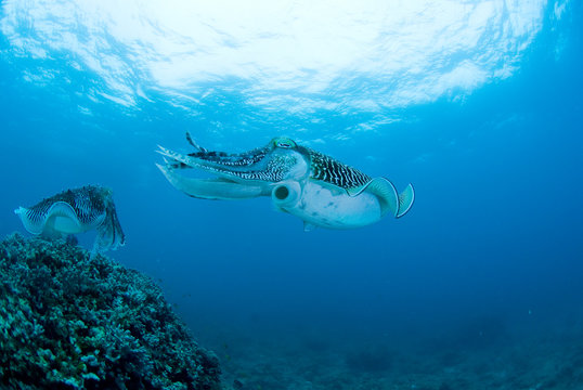 Squids swimming in ocean