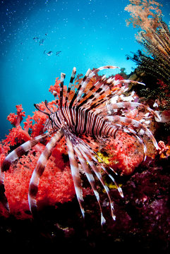 Lionfish swimming in ocean