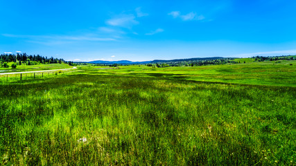 Lush Grasslands along Highway 5A, the Kamloops-Princeton Highway, between the towns of Merritt and Princeton in British Columbia, Canada
