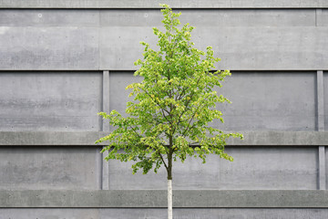 tree in front of concrete building