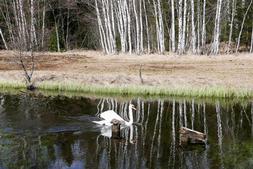 Schwan mit Birken, Spiegelung im Wasser