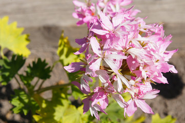 Pelargonium zonale pink flowers with green
