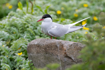 Close up of Arctic tern (Sterna paradisaea) in nature.