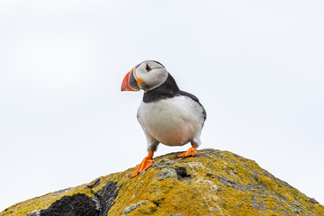 Atlantic Puffin (Fratercula arctica), standing on the cliff at Isle of May