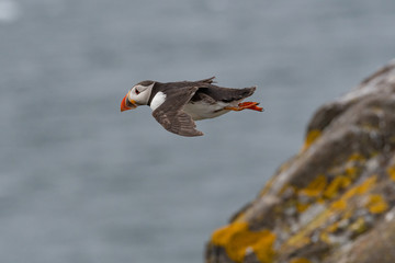 Atlantic Puffin (Fratercula arctica) in flight, Scotland, UK.