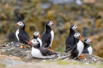 Fototapeta premium Atlantic Puffins (Fratercula arctica), standing on the cliff at Isle of May