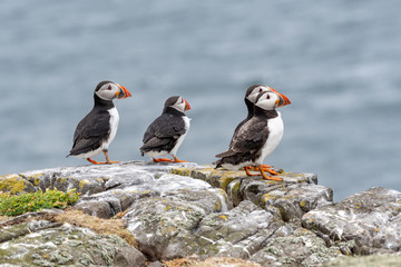 Atlantic Puffins (Fratercula arctica), standing on the cliff at Isle of May