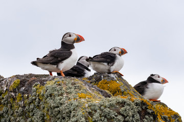 Atlantic Puffins (Fratercula arctica), standing on the cliff at Isle of May