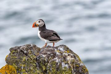 Atlantic Puffin (Fratercula arctica), standing on the cliff at Isle of May