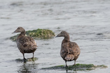 Female Eider Duck - Somateria mollissima Close up