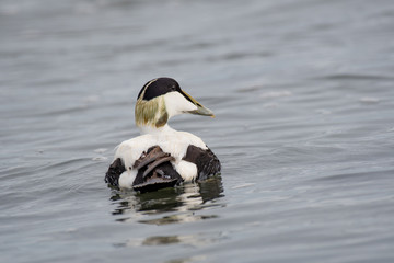 Common Eider Duck - Somateria mollissima Male